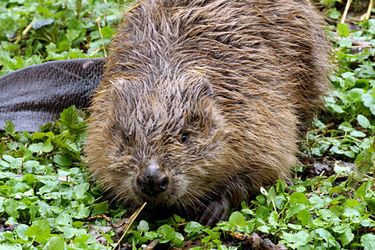 Igel