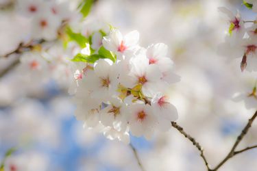 Blühende Kirschblüten