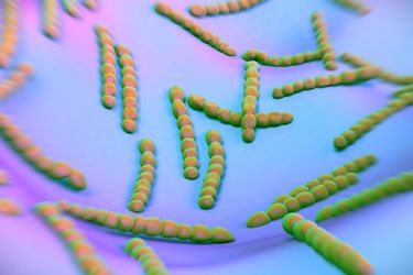 Streptokokken 3D-Rendering