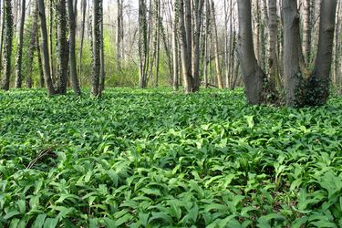 Niedrige Waldpflanzen in einem Wald